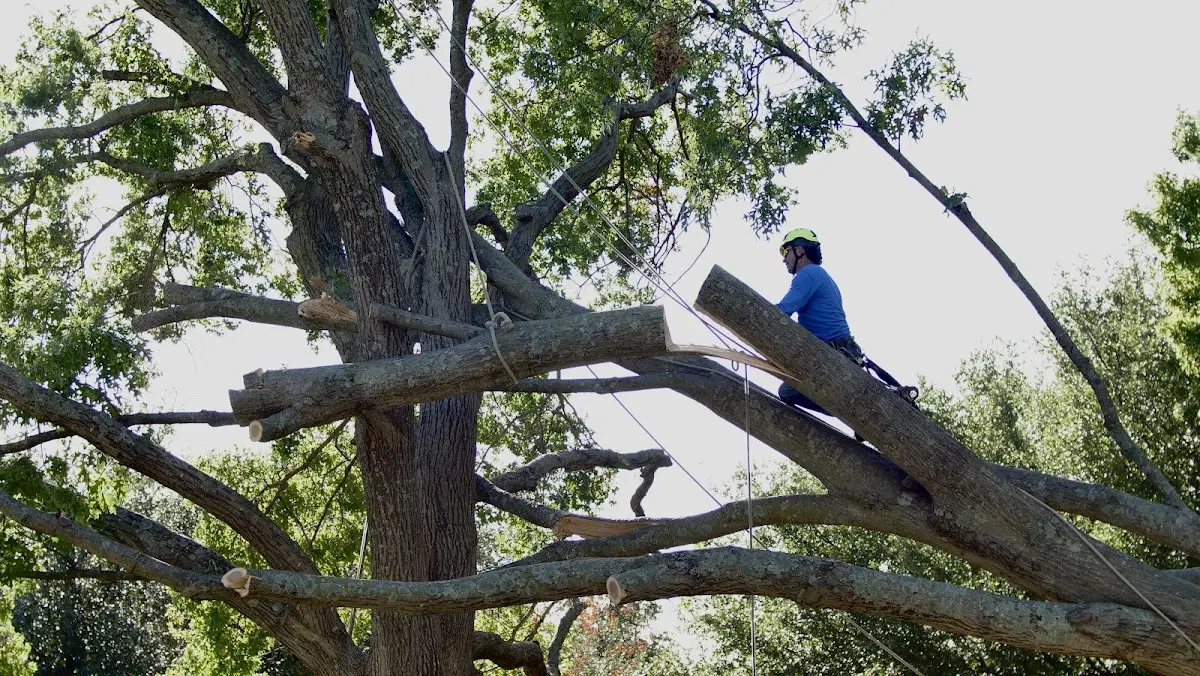 Professional Hazardous Tree Removal performed by certified arborists in Abingdon
