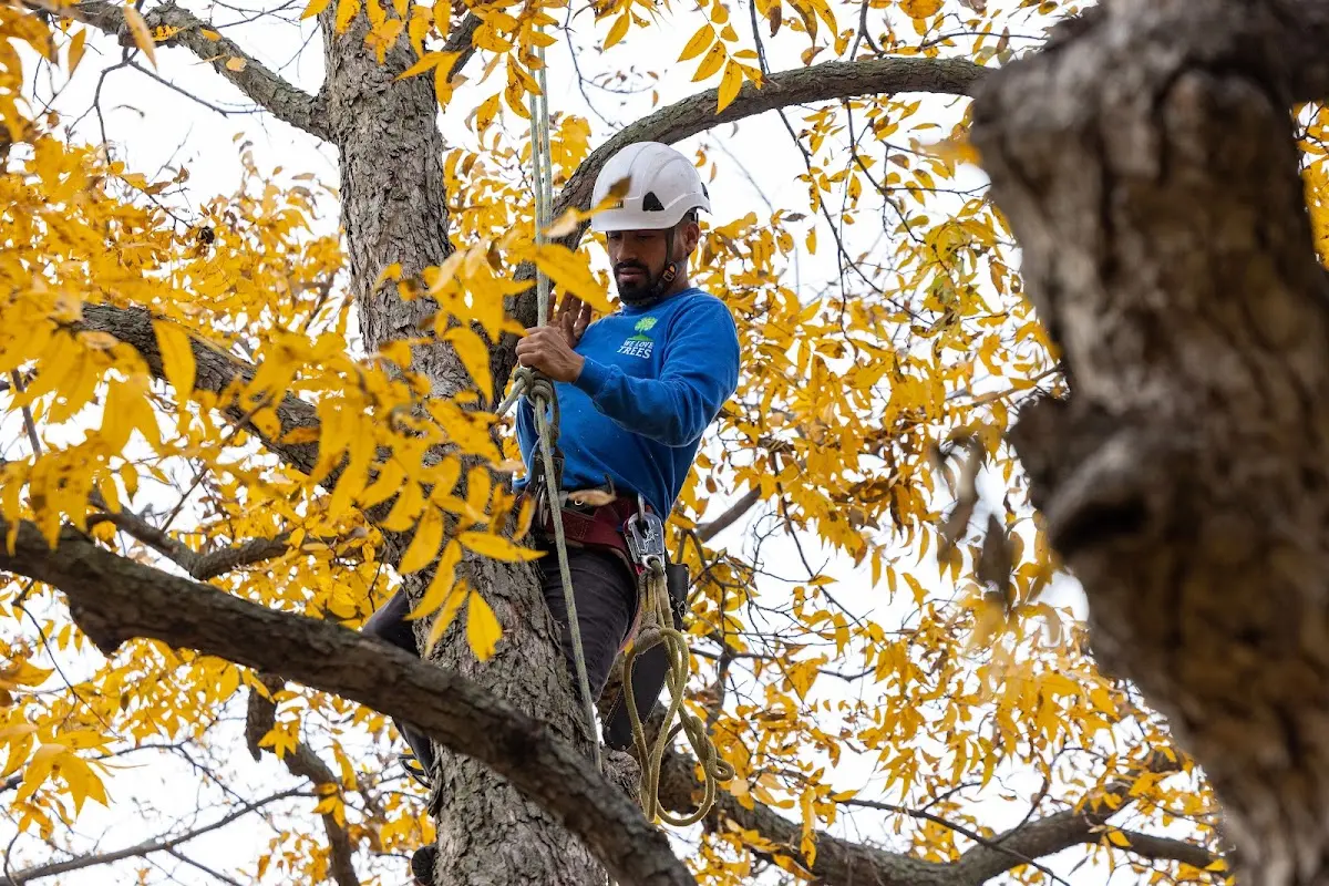Skilled Tree Trimming crew working in Abingdon